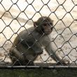 monkey in zoo