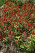 flowerbed