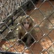 little  monkey