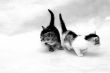 little kittens