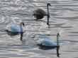 a family of swans