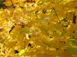 autumn: yellow maple leaves
