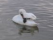 a swan trying to get off a metallic ring from its foot