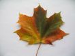 a coloured maple leaf