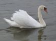 white swan mirroring in the water