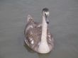 a young gray swan