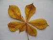 a chestnut leaf