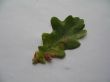 an oak leaf