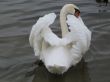 a swan drying its wings