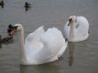 a couple of swans