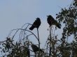 two crows sitting on the top of the tree