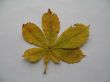 a chestnut leaf