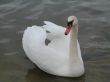 a white swan