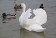 a graceful swan