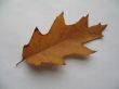 an oak leaf