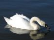 a white swan drinking the water