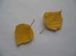two yellow birch leaves