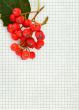 rowan berries on paper