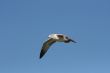 seagull in midflight