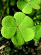 Leafs of clover