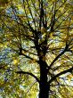 Autumn in the city