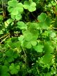 Leafs of clover
