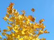 Autumn leafs