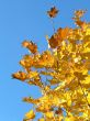 Autumn leafs