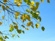 Autumn leafs