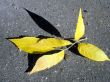Autumn leaf