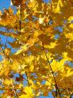 Autumn leafs
