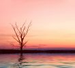 Lonely tree. Sunrise