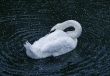 Lonely swan