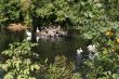 Waterfowl Birds in park
