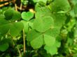 Leafs of clover