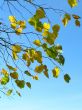 Autumn leafs