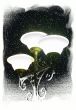 Winter. Night. luminaire