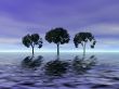 Evening. Trees