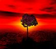Lonely tree. red sunset