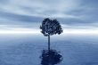 Lonely tree