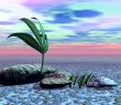Plants in desert