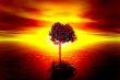 Lonely tree