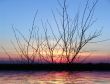 Sunset. tree