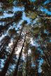 Forest, look skyward