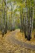 Autumn in park