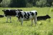 Cows on meadow