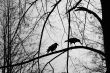 Crows on branch