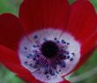 Red anemone