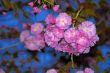 Spring Flowers