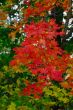 Fall Foliage